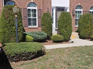 Bush Trimming by Terrence Hawkins for Adam J. in Waldorf, MD