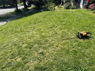 Bush Trimming by Nouri Abdelkader for Erin J. in Seattle, WA