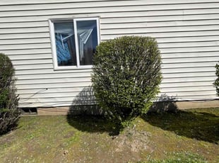 Bush Trimming by Edgar Flores Ceja for Luis V. in McMinnville, OR