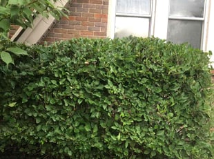 Bush Trimming by Japheus Sanders for Valencia W. in Royal Oak, MI