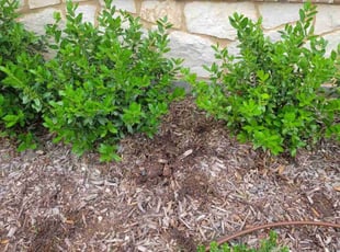 Weeding by Deanna Guillen for Tye P. in Crandall, TX