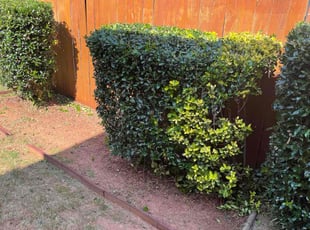 Bush Trimming by Marsha Cooper for Keith M. in Norcross, GA