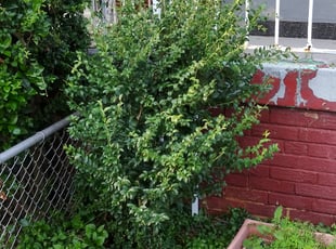 Bush Trimming by Ronnell Leak for Junius S. in Washington, DC