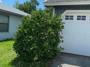 Bush Trimming by Gerrad Peterson for Brooke K. in Jacksonville, FL