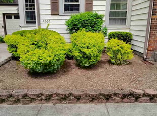 Cleanups by Dustin Edick for Jacki T. in Buffalo, NY