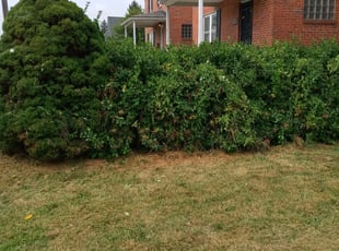 Bush Trimming by Dominique Artis for Keisha H. in Baltimore, MD