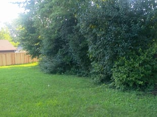 Stacy F.'s Bush Trimming service result