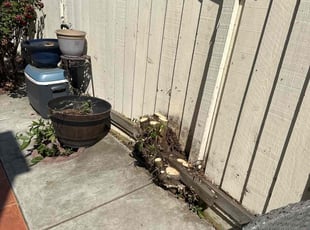 Bush Trimming by Jorge Rafael ChΓ‘vez for Renee T. in San Jose, CA