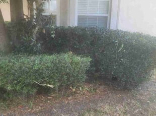 Bush Trimming by Jeremy Wood for Amber G. in Plant City, FL