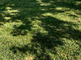 Shawna R.'s Grass Cutting service result