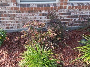 Ken S.'s Flower Bed Weeding service result