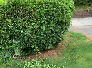 Diane L.'s Bush Trimming service result