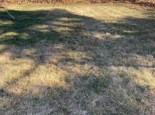 Bush Trimming by Scott Culala for Mindy G. in Overland Park, KS