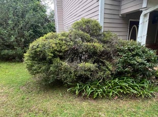 Bush Trimming by Ernso Sincere for Mary G. in Tallahassee, FL