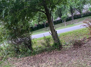 Leaf Removal by Paz Silva for Saquita P. in Houston, TX
