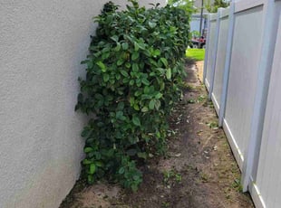 Bush Trimming by Carlos Martinez for Jariana M. in Davenport, FL
