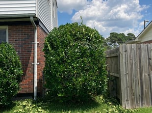 Bush Trimming by Taylor Dodson for Keysha P. in Portsmouth, VA