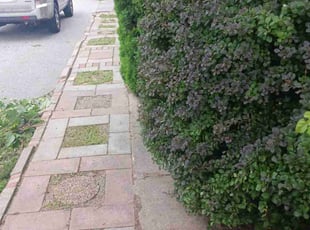 Bush Trimming by Gregory Warren for Kat L. in Cranston, RI