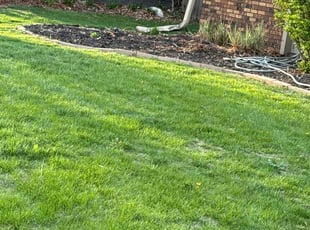 Weeding by George Avalos for Amanda E. in Omaha, NE