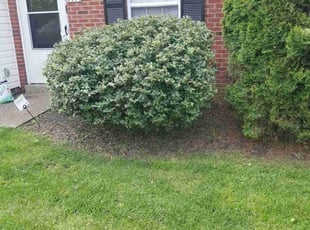 Bush Trimming by Jaden Benn for Leticia B. in Louisville, KY