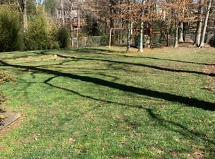 Leaf Removal by candelario castillo for Jimm S. in Alexandria, VA