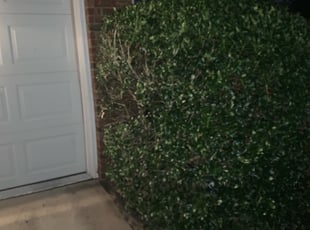 Bush Trimming by Sarah Smith for Ozgur D. in Charlotte, NC