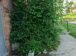 Bush Trimming by Robert Pittman for James B. in Columbus, OH