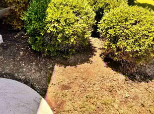 Leaf Removal by Bryant Infante Baez for Terry A. in Austin, TX
