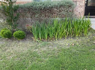 Weeding by Stanmore Hinds for James B. in Schertz, TX