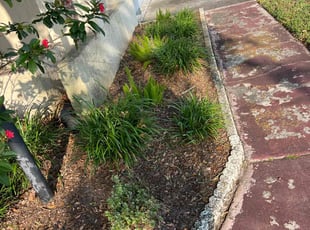 Weeding by Felipe Dothe for Amanda S. in Tampa, FL