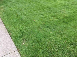 Roderick V.'s Lawn Care service result