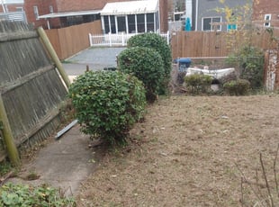 Bush Trimming by Tyrone Wilkins for Anthony J. in Washington, DC