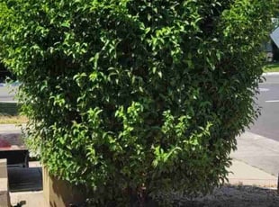 Bush Trimming by Steven Spurgeon for Ulla C. in Citrus Heights, CA