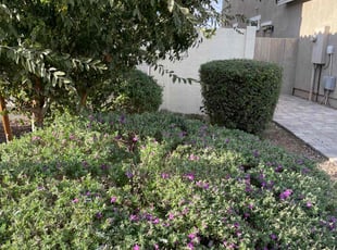 Bush Trimming by Andrew Hoodzow for Amanda B. in Mesa, AZ