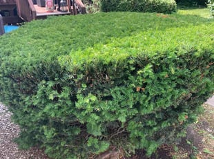 Bush Trimming by Aaron Chitison for Carlos S. in Dublin, OH