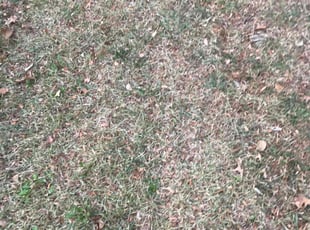 Leaf Removal by Sedrick Wesley for Anna E. in Grandview, MO