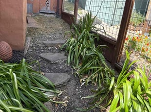 David W.'s Cleanups service result