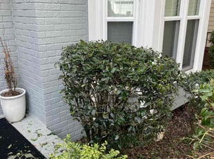 Bush Trimming by Marsha Cooper for Michelle D. in Atlanta, GA