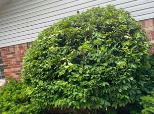Bush Trimming by Oscar Bustos for Rita G. in Indianapolis, IN