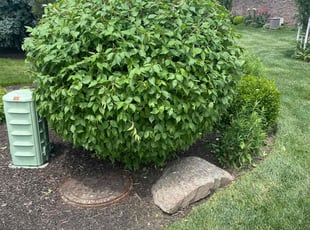 Bush Trimming by Luis Contreras for Debbie W. in Indianapolis, IN