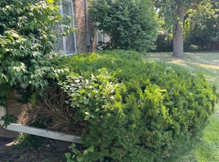 Bush Trimming by Darren Mudget for Brianna B. in Lansing, MI