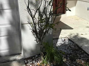 Bush Trimming by Robert Wynn for Denet S. in Riverview, FL