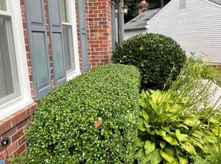 Bush Trimming by Jairon Villagran for Andrew G. in Gaithersburg, MD