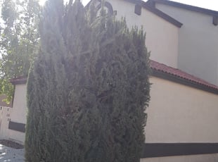 Bush Trimming by Joseph Slay for Vijay M. in Phoenix, AZ