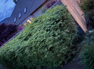 Bush Trimming by David Smith for Lisa M. in Medford, OR