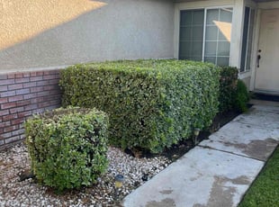 Bush Trimming by Samuel Benavides for Lance o. in San Bernardino, CA