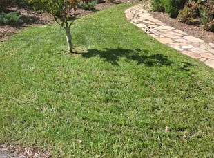 Carson W.'s Lawn Mowing service result