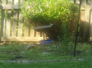 Bush Trimming by Christopher Keene for Zenola S. in Owings Mills, MD