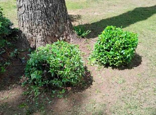 Bush Trimming by Andrew Hudson for Julia C. in Atlanta, GA