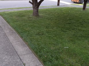Leaf Removal by Ceo Bailey for Paula B. in Louisville, KY